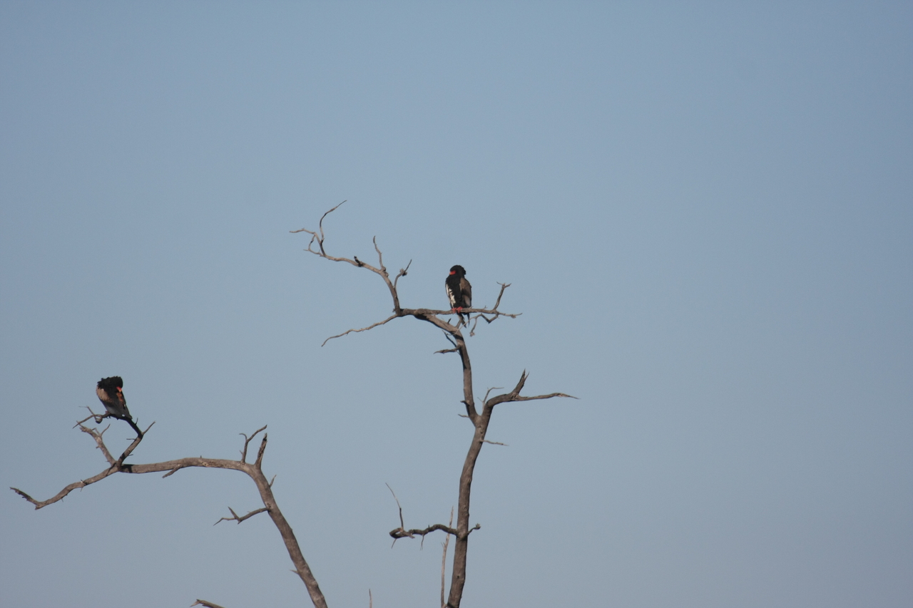 [18091] 2016_06_28_02_24_23_Africa_Canon_EOS_40D_IMG__09937.jpg