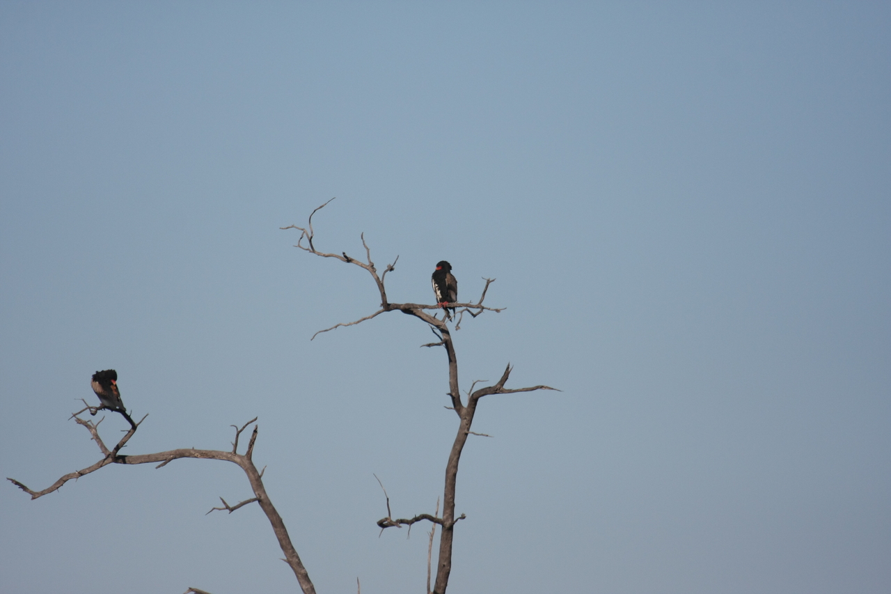 [18092] 2016_06_28_02_24_23_Africa_Canon_EOS_40D_IMG__09938.jpg