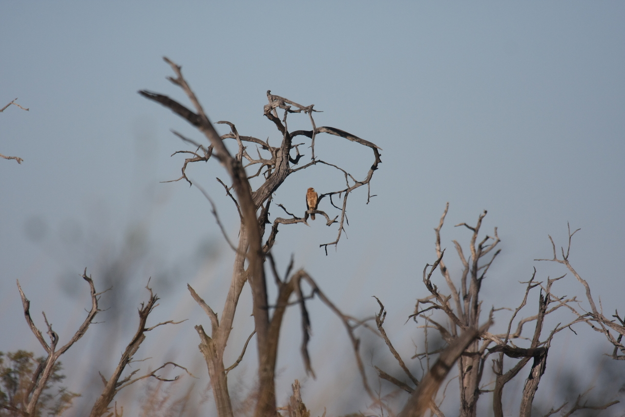 [18097] 2016_06_28_02_24_50_Africa_Canon_EOS_40D_IMG__00107.jpg