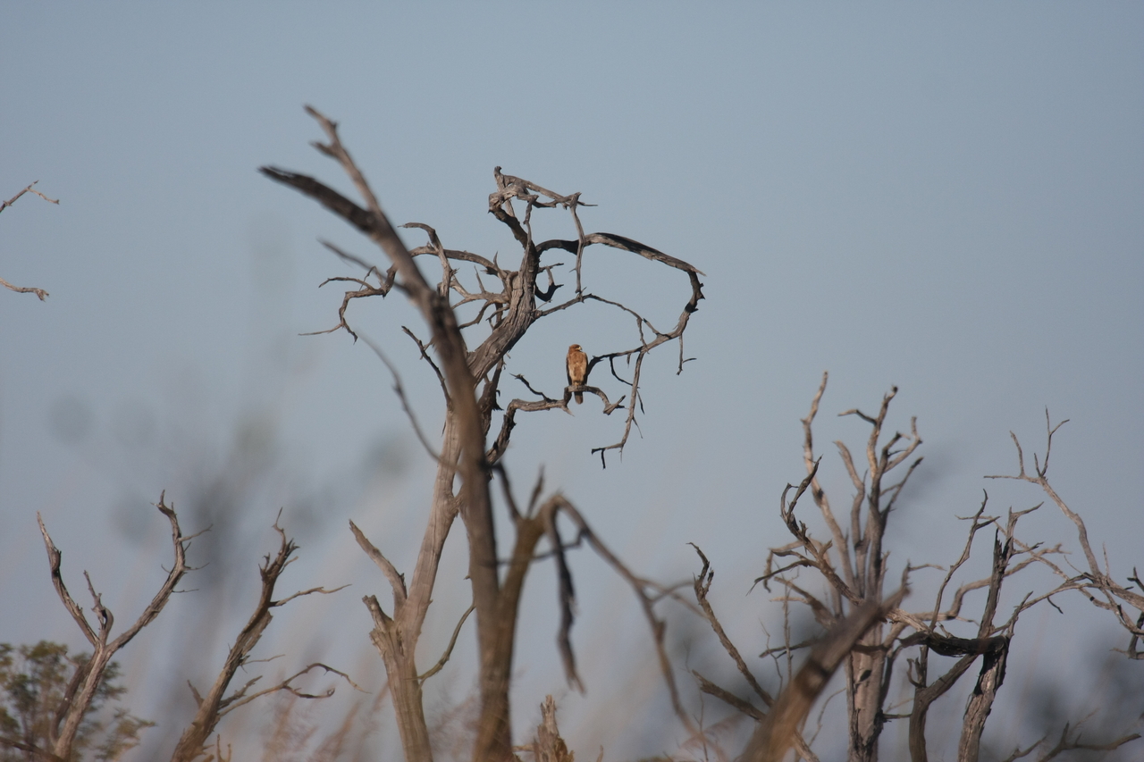 [18098] 2016_06_28_02_24_50_Africa_Canon_EOS_40D_IMG__02493.jpg