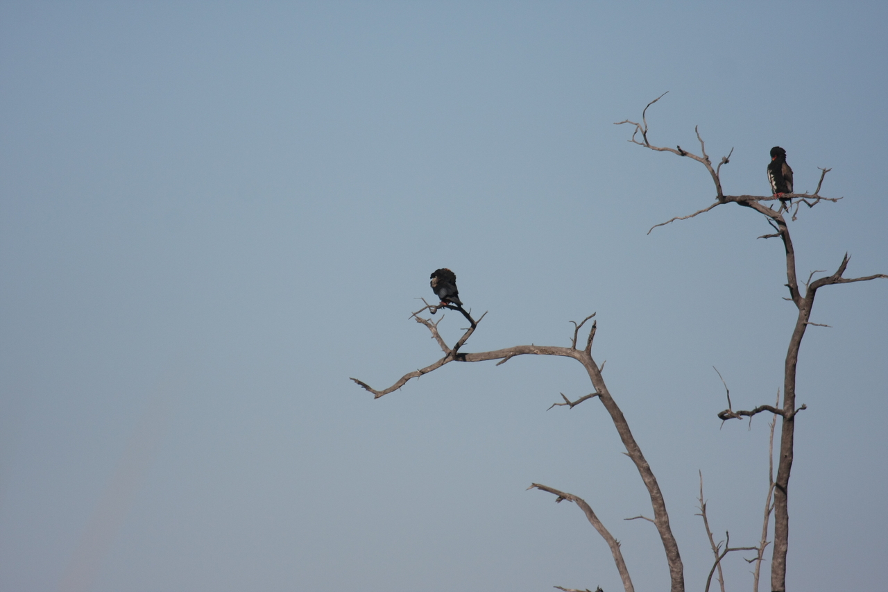 [18104] 2016_06_28_02_25_57_Africa_Canon_EOS_40D_IMG__02495.jpg