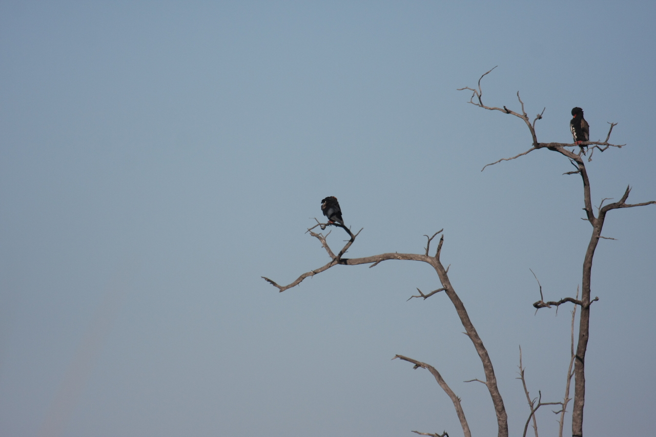 [18107] 2016_06_28_02_25_57_Africa_Canon_EOS_40D_IMG__09943.jpg