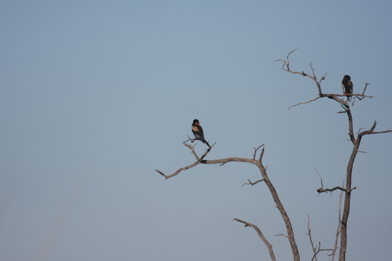 [18111] 2016_06_28_02_26_18_Africa_Canon_EOS_40D_IMG__02497.jpg