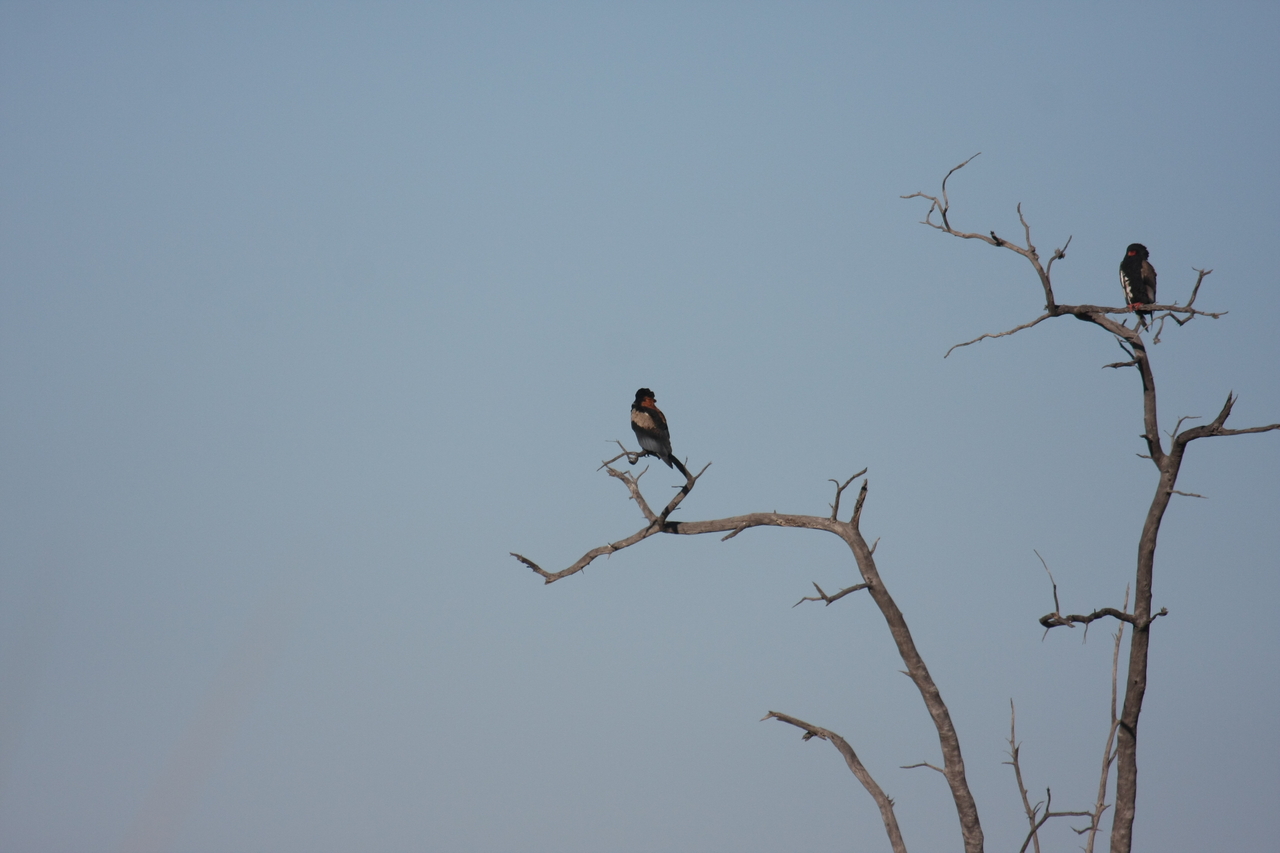 [18112] 2016_06_28_02_26_18_Africa_Canon_EOS_40D_IMG__02498.jpg