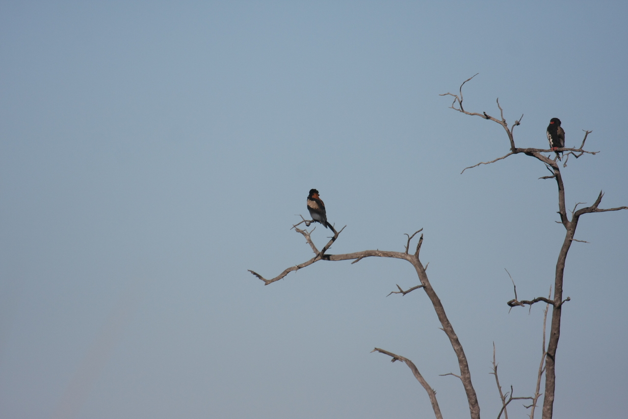 [18113] 2016_06_28_02_26_18_Africa_Canon_EOS_40D_IMG__02499.jpg