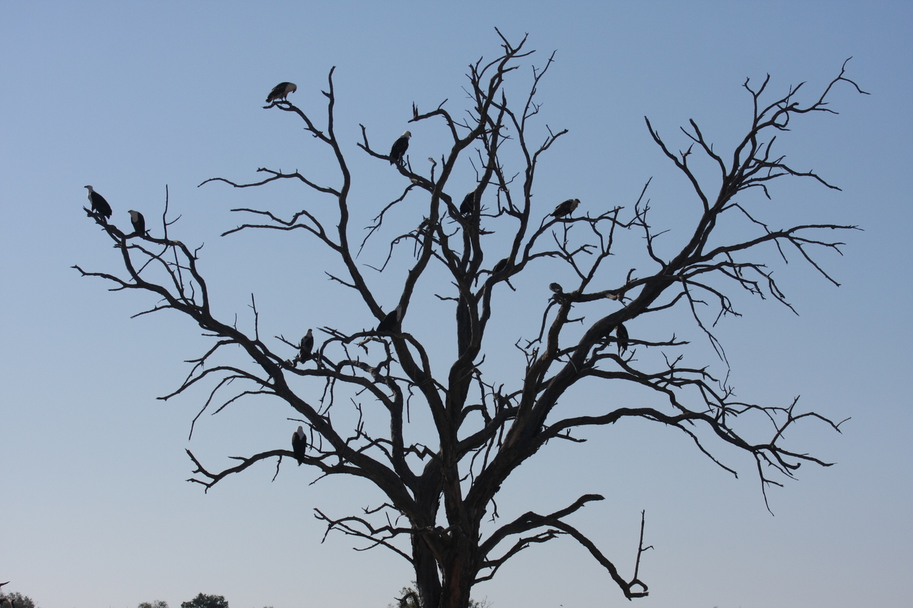 [18117] 2016_06_28_02_33_19_Africa_Canon_EOS_40D_IMG__00115.jpg