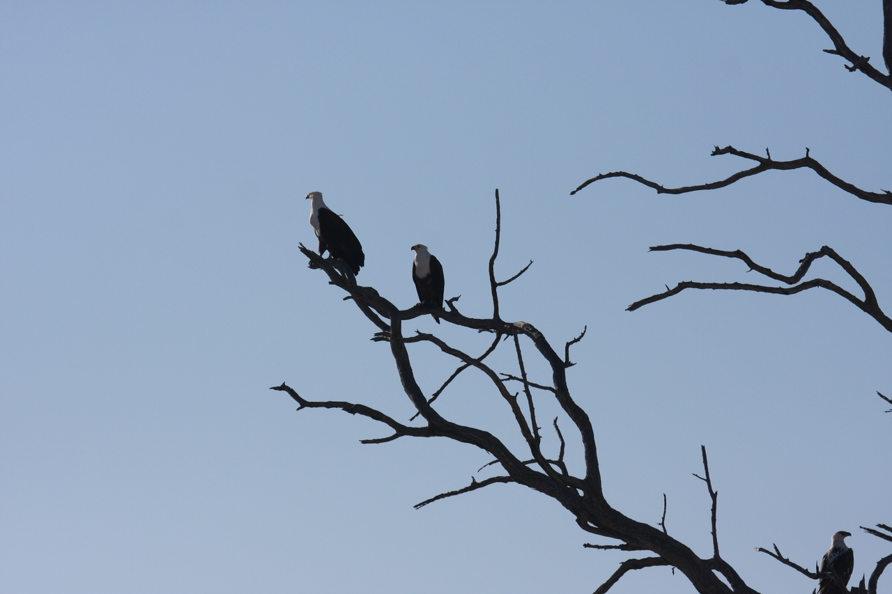 [18126] 2016_06_28_02_33_40_Africa_Canon_EOS_40D_IMG__00118.jpg