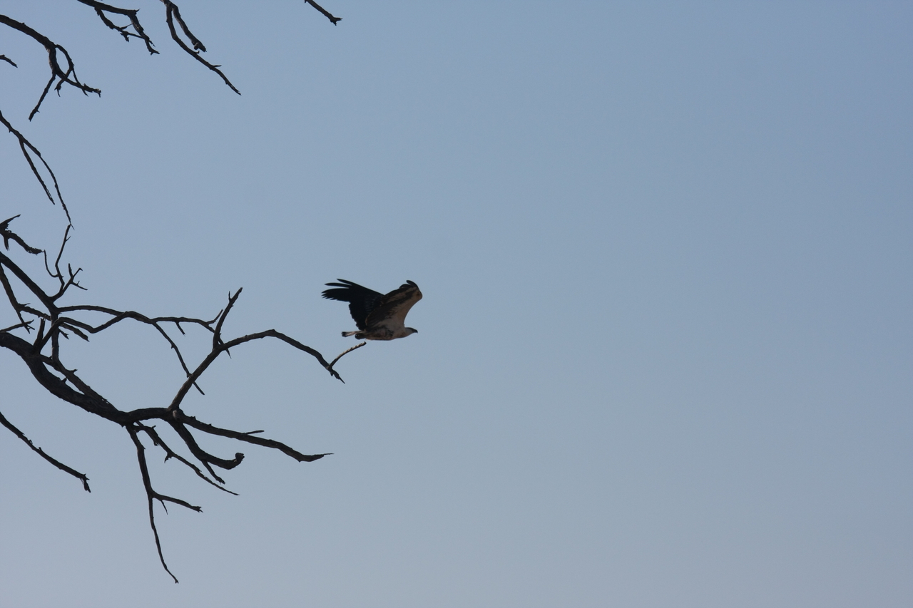 [18135] 2016_06_28_02_33_45_Africa_Canon_EOS_40D_IMG__09953.jpg