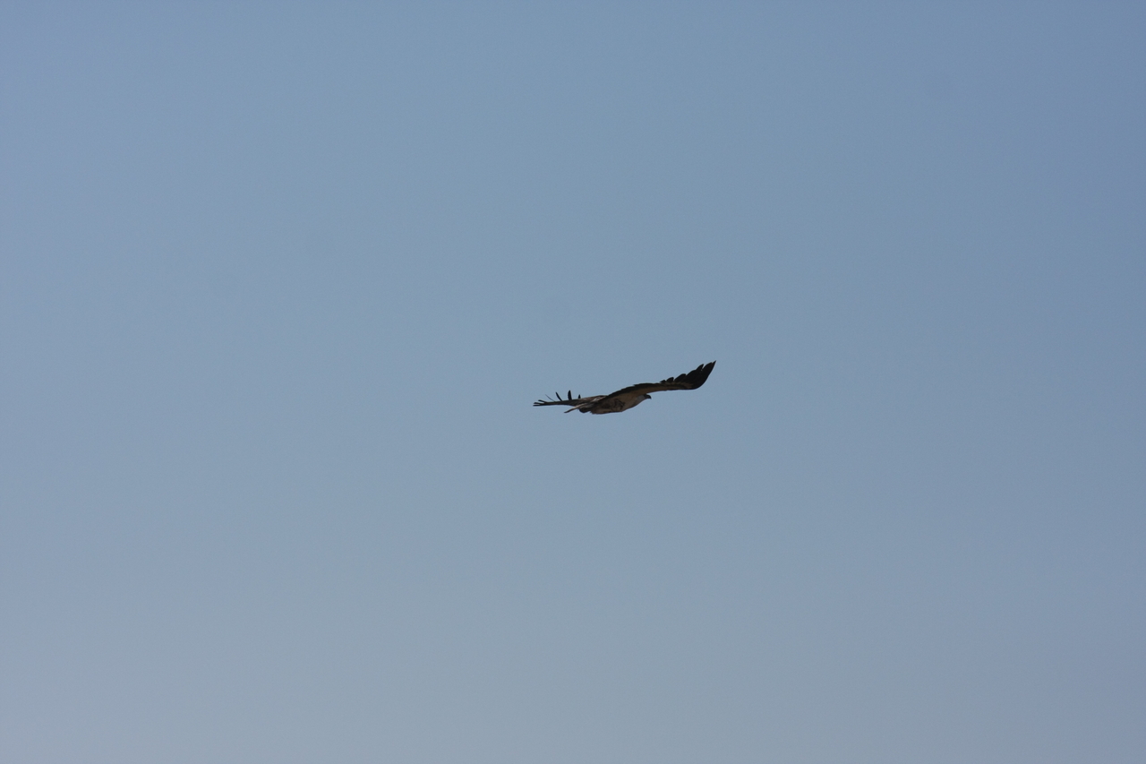 [18142] 2016_06_28_02_33_46_Africa_Canon_EOS_40D_IMG__02510.jpg