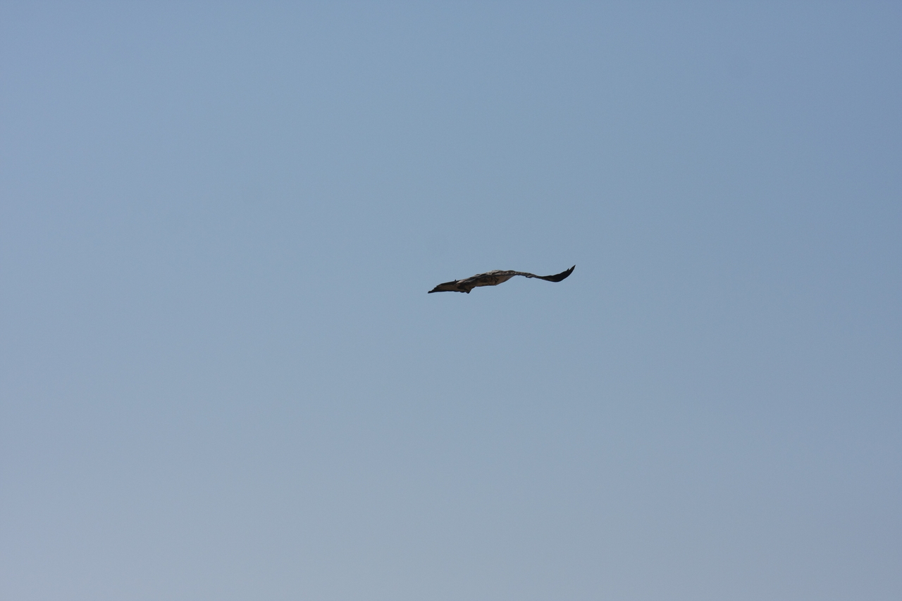 [18146] 2016_06_28_02_33_46_Africa_Canon_EOS_40D_IMG__09958.jpg