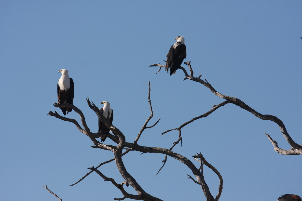 [18169] 2016_06_28_02_35_49_Africa_Canon_EOS_40D_IMG__02520.jpg