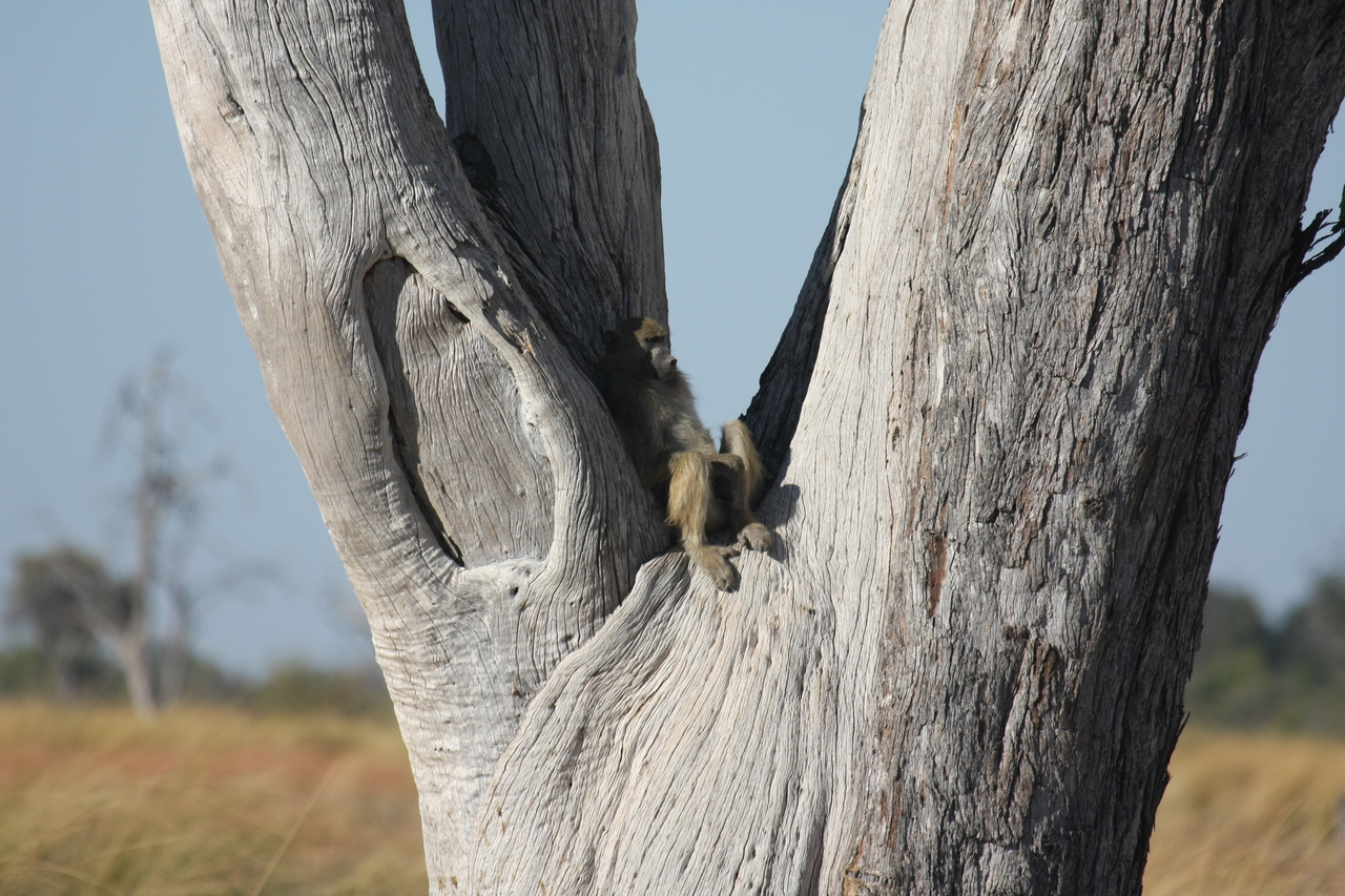 [18177] 2016_06_28_02_44_01_Africa_Canon_EOS_40D_IMG__00137.jpg