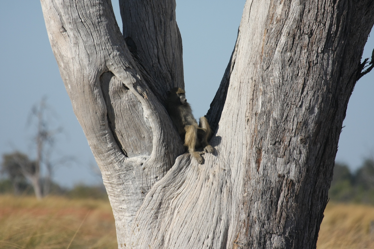 [18178] 2016_06_28_02_44_01_Africa_Canon_EOS_40D_IMG__00138.jpg