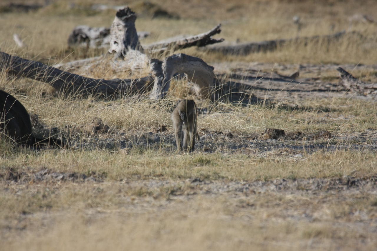 [18183] 2016_06_28_02_44_09_Africa_Canon_EOS_40D_IMG__00139.jpg