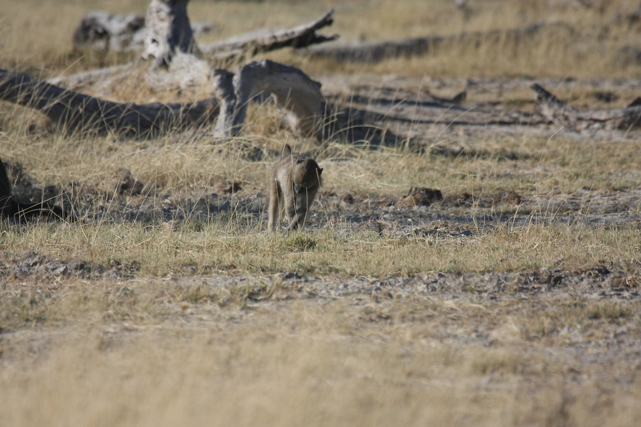[18194] 2016_06_28_02_44_12_Africa_Canon_EOS_40D_IMG__02530.jpg
