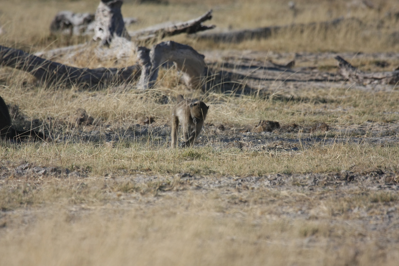[18195] 2016_06_28_02_44_12_Africa_Canon_EOS_40D_IMG__09975.jpg