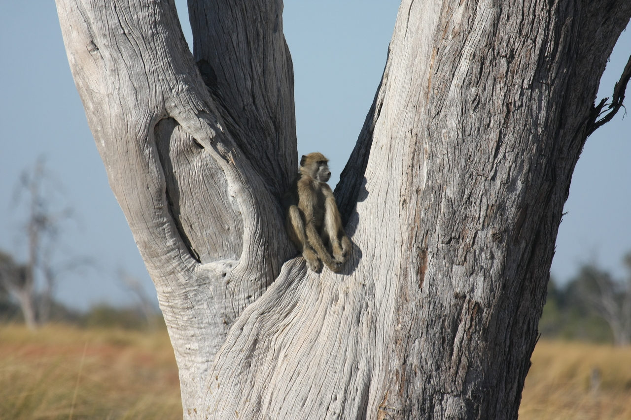 [18211] 2016_06_28_02_44_44_Africa_Canon_EOS_40D_IMG__09982.jpg