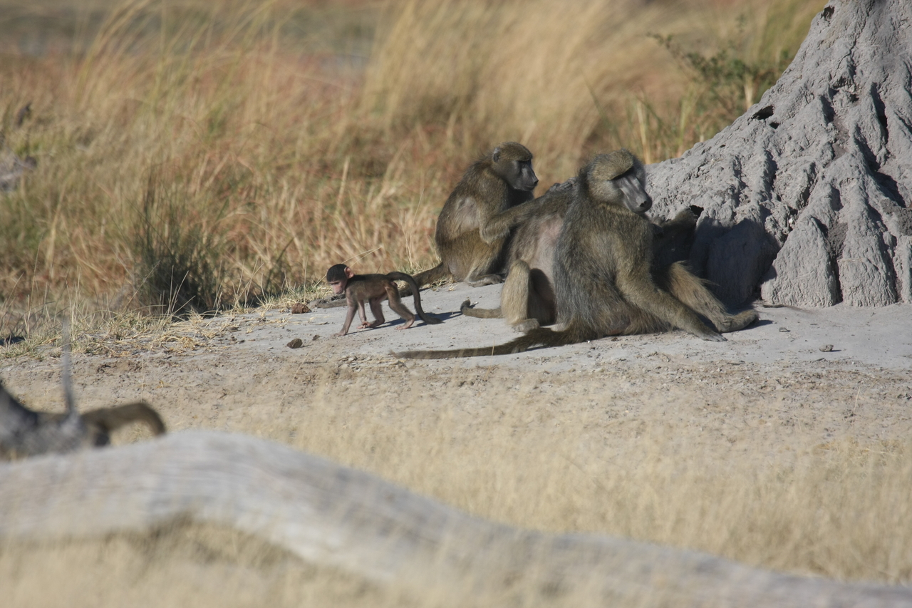 [18225] 2016_06_28_02_44_54_Africa_Canon_EOS_40D_IMG__02541.jpg