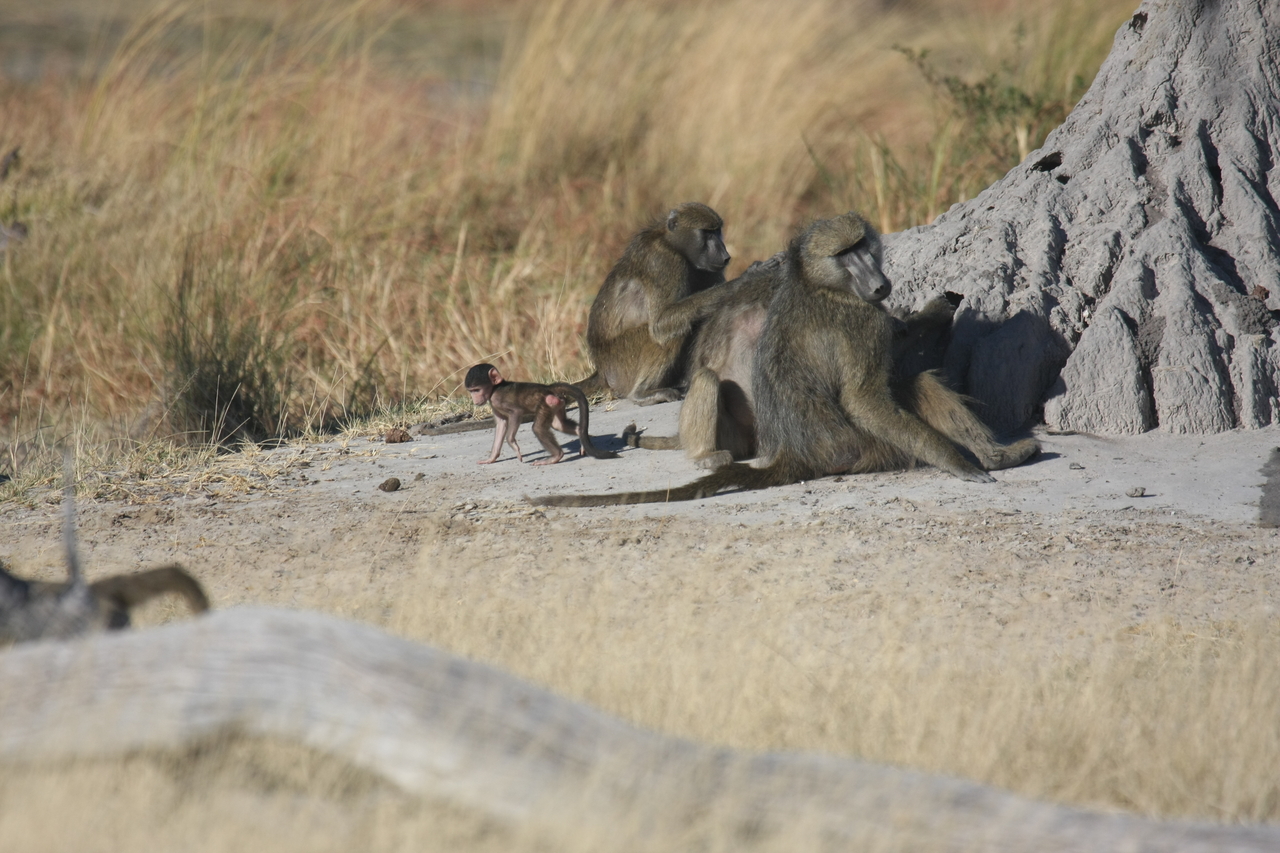 [18226] 2016_06_28_02_44_54_Africa_Canon_EOS_40D_IMG__09987.jpg