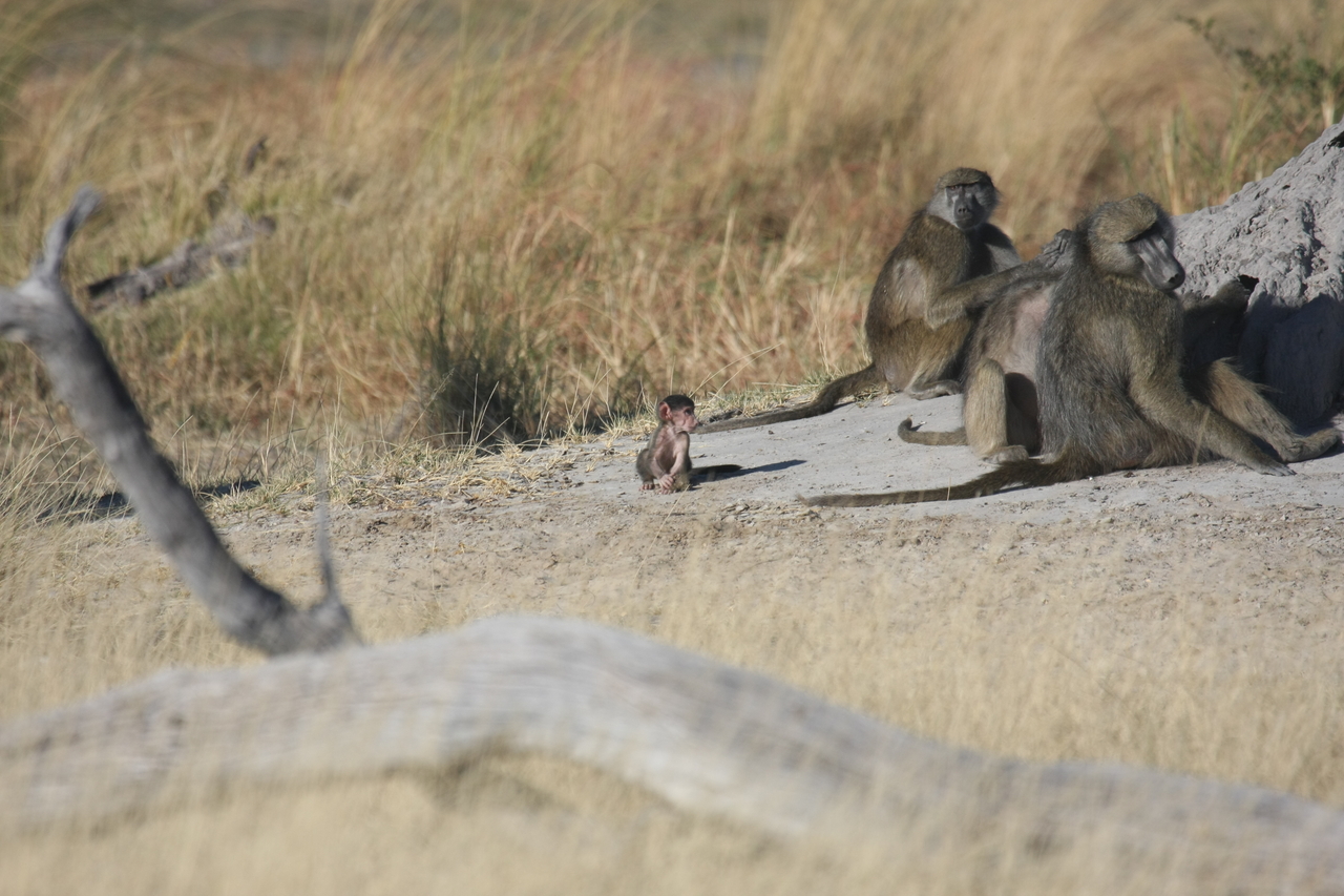 [18234] 2016_06_28_02_45_05_Africa_Canon_EOS_40D_IMG__00157.jpg