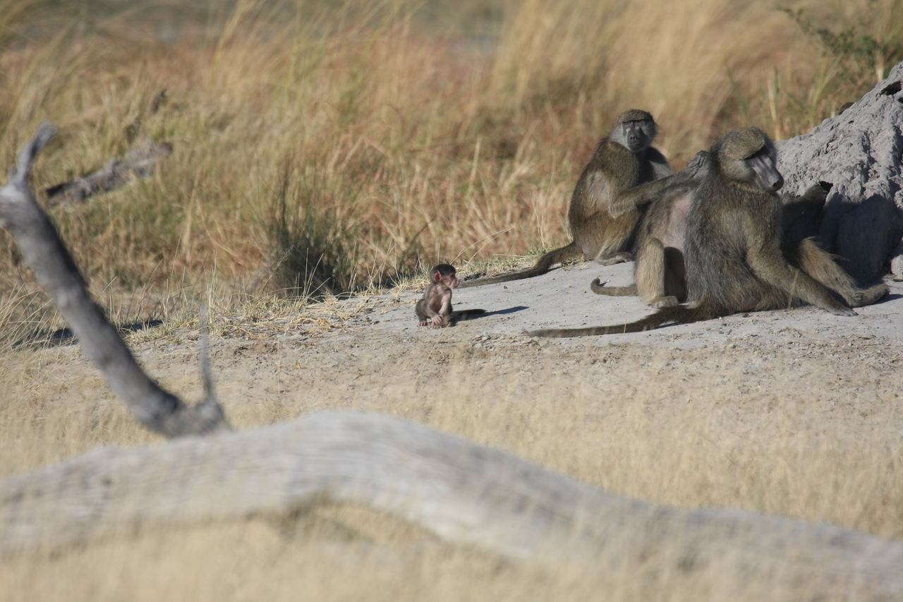 [18237] 2016_06_28_02_45_05_Africa_Canon_EOS_40D_IMG__02546.jpg