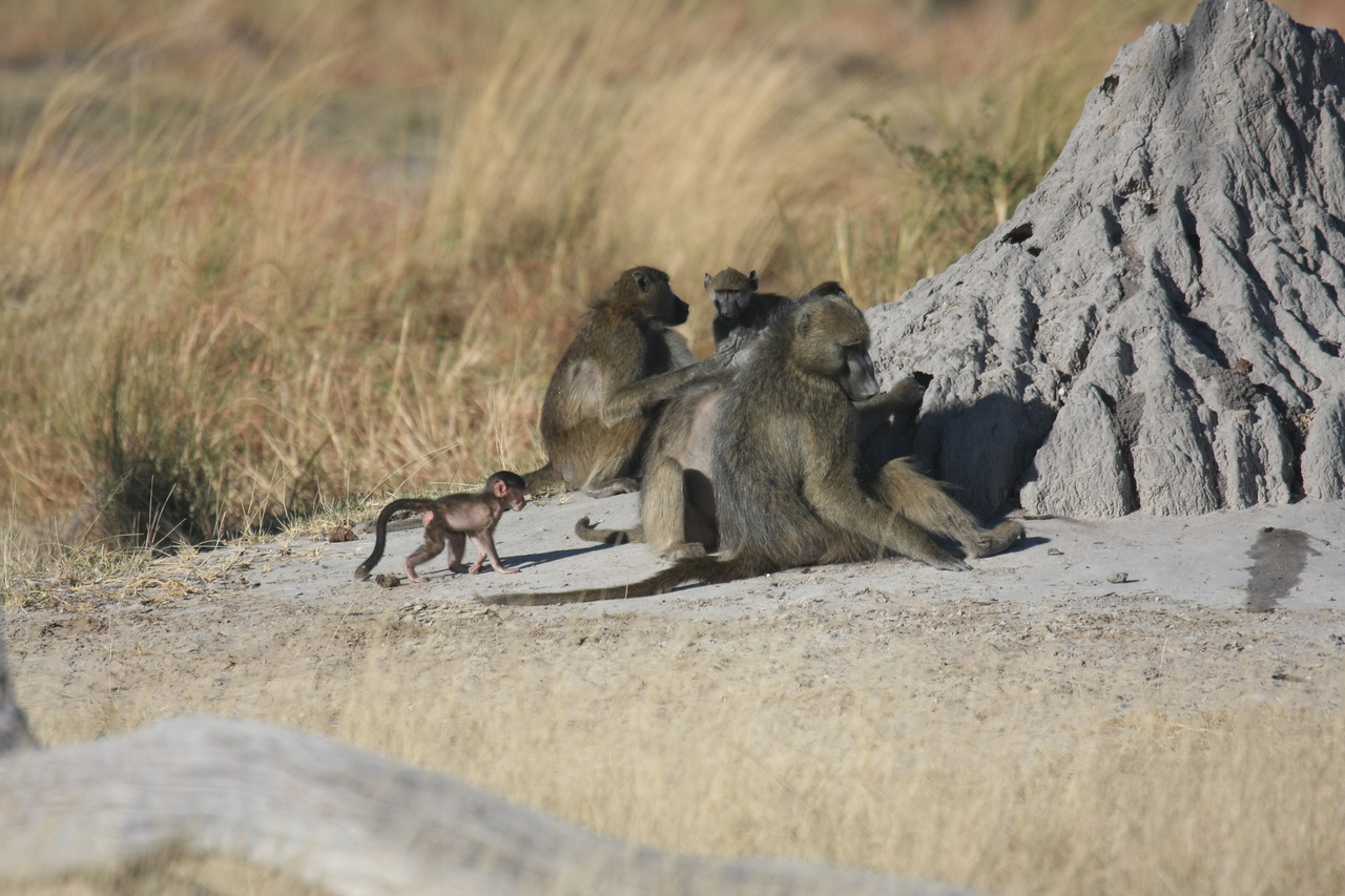 [18244] 2016_06_28_02_45_08_Africa_Canon_EOS_40D_IMG__09994.jpg