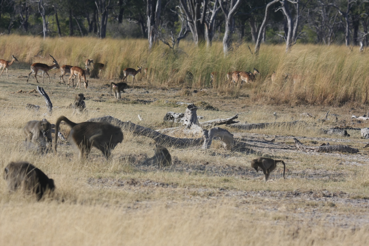 [18248] 2016_06_28_02_46_01_Africa_Canon_EOS_40D_IMG__02549.jpg