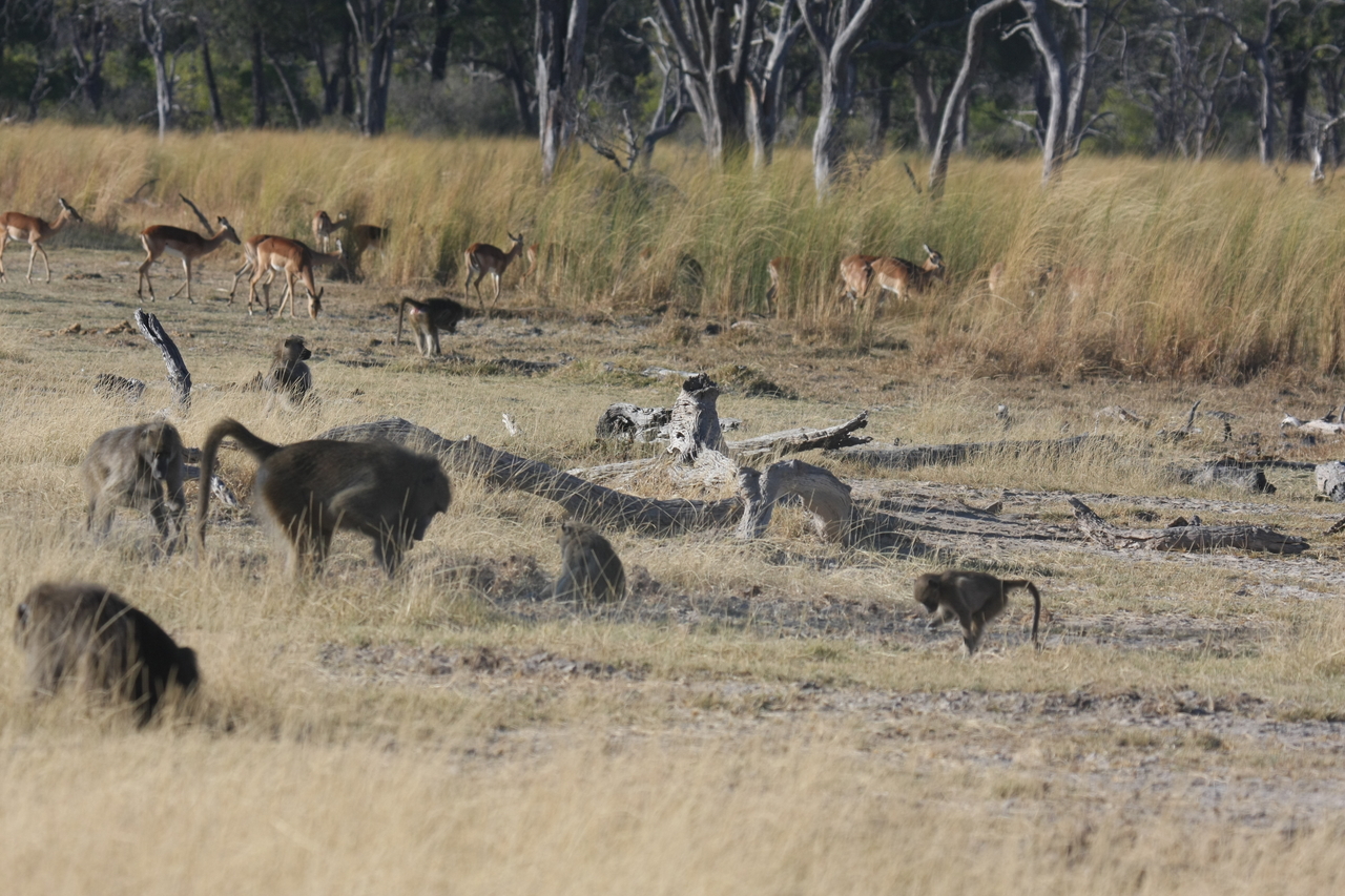 [18251] 2016_06_28_02_46_01_Africa_Canon_EOS_40D_IMG__09997.jpg