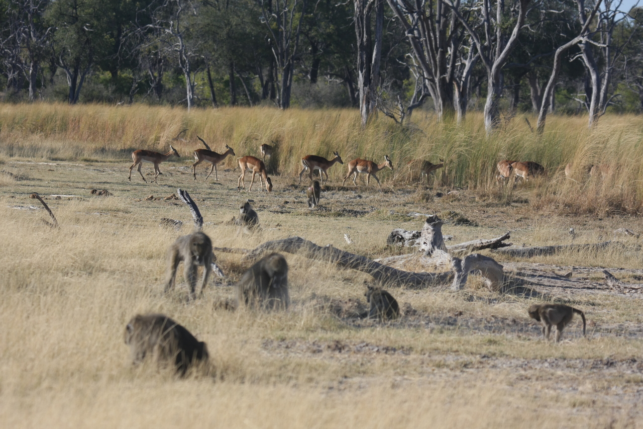 [18254] 2016_06_28_02_46_05_Africa_Canon_EOS_40D_IMG__02551.jpg