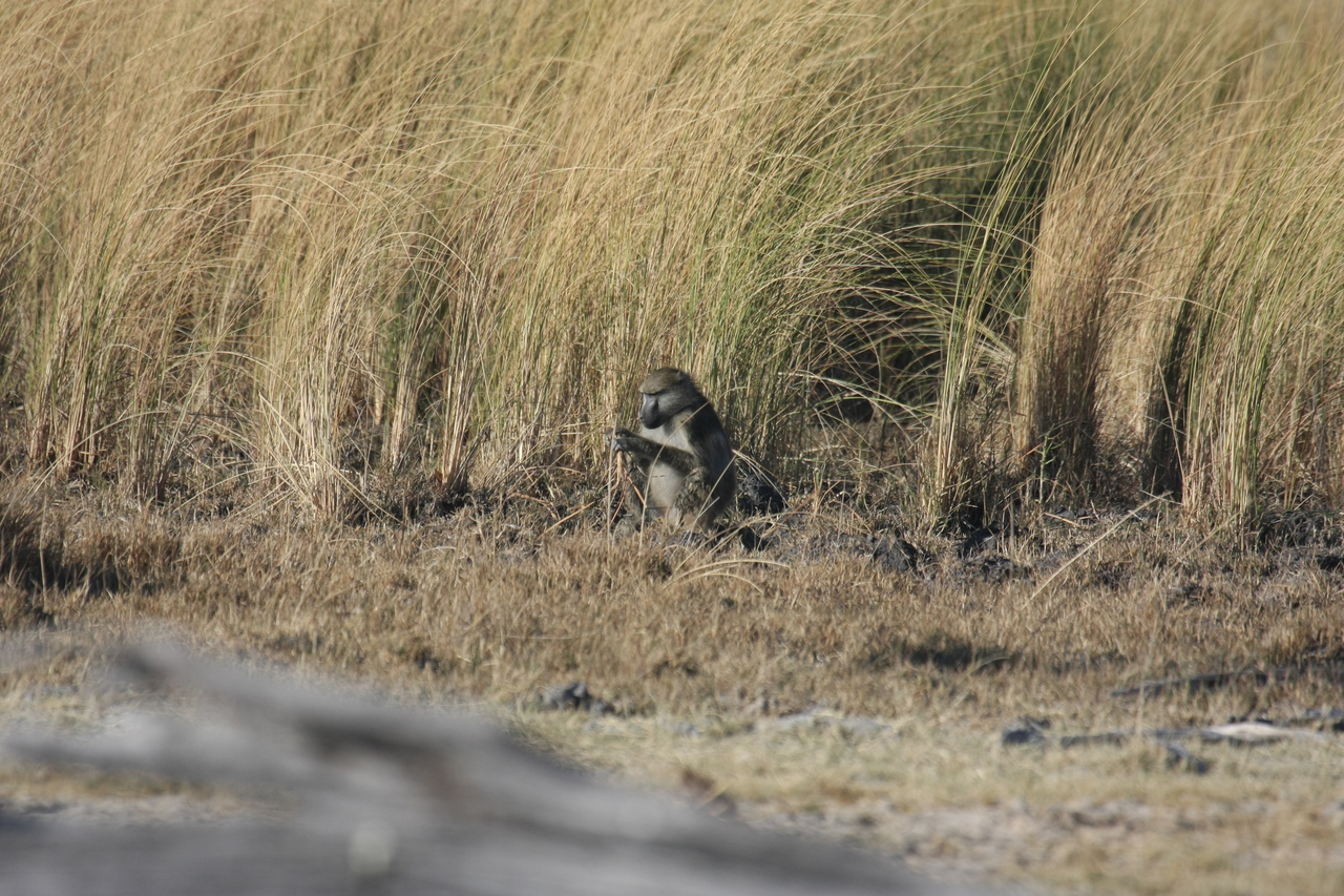 [18271] 2016_06_28_02_46_25_Africa_Canon_EOS_40D_IMG__00172.jpg
