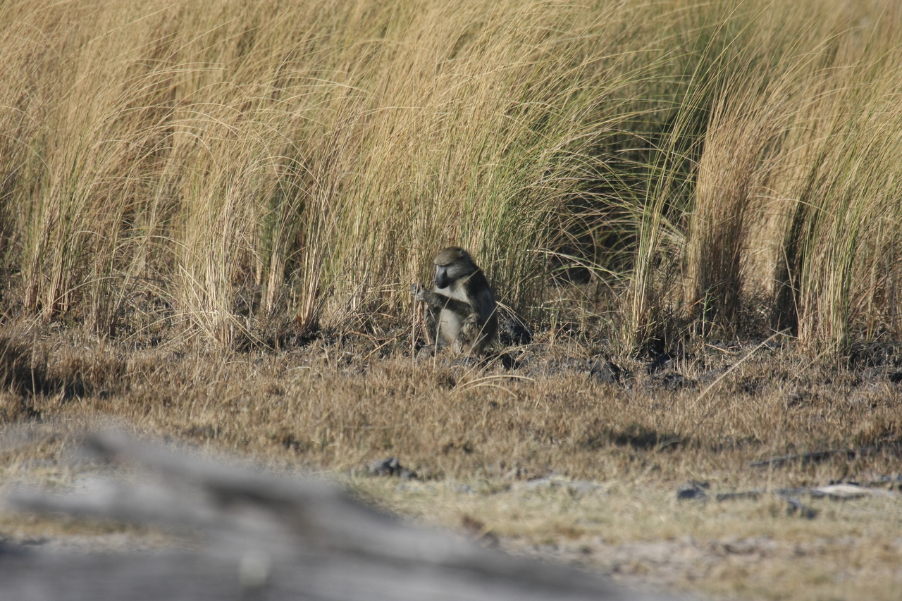 [18278] 2016_06_28_02_46_25_Africa_Canon_EOS_40D_IMG__10007.jpg