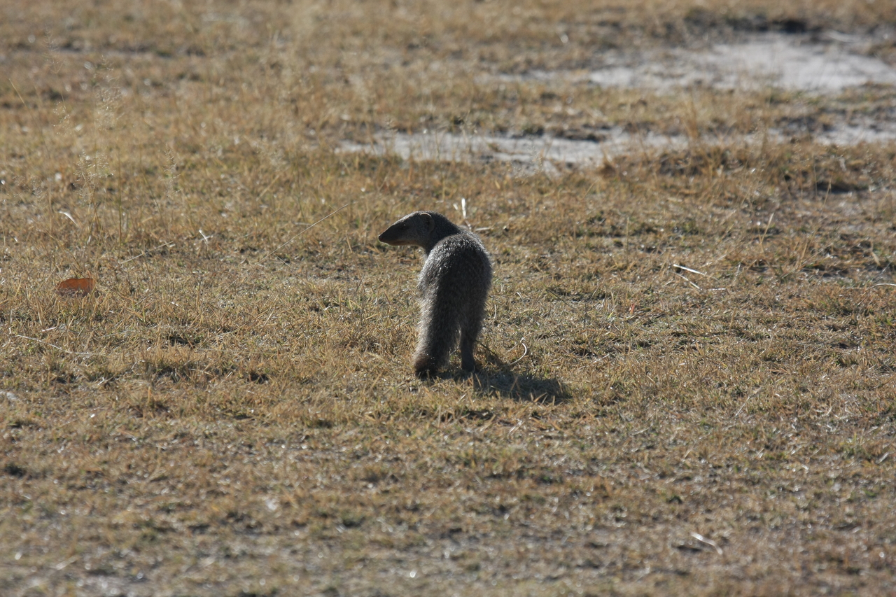 [18299] 2016_06_28_02_47_43_Africa_Canon_EOS_40D_IMG__10015.jpg