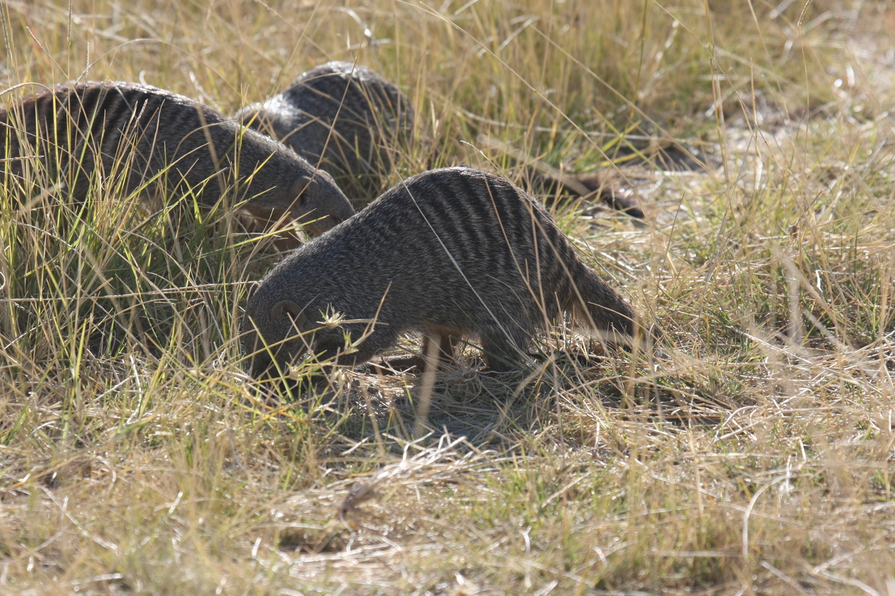 [18303] 2016_06_28_02_47_53_Africa_Canon_EOS_40D_IMG__02569.jpg