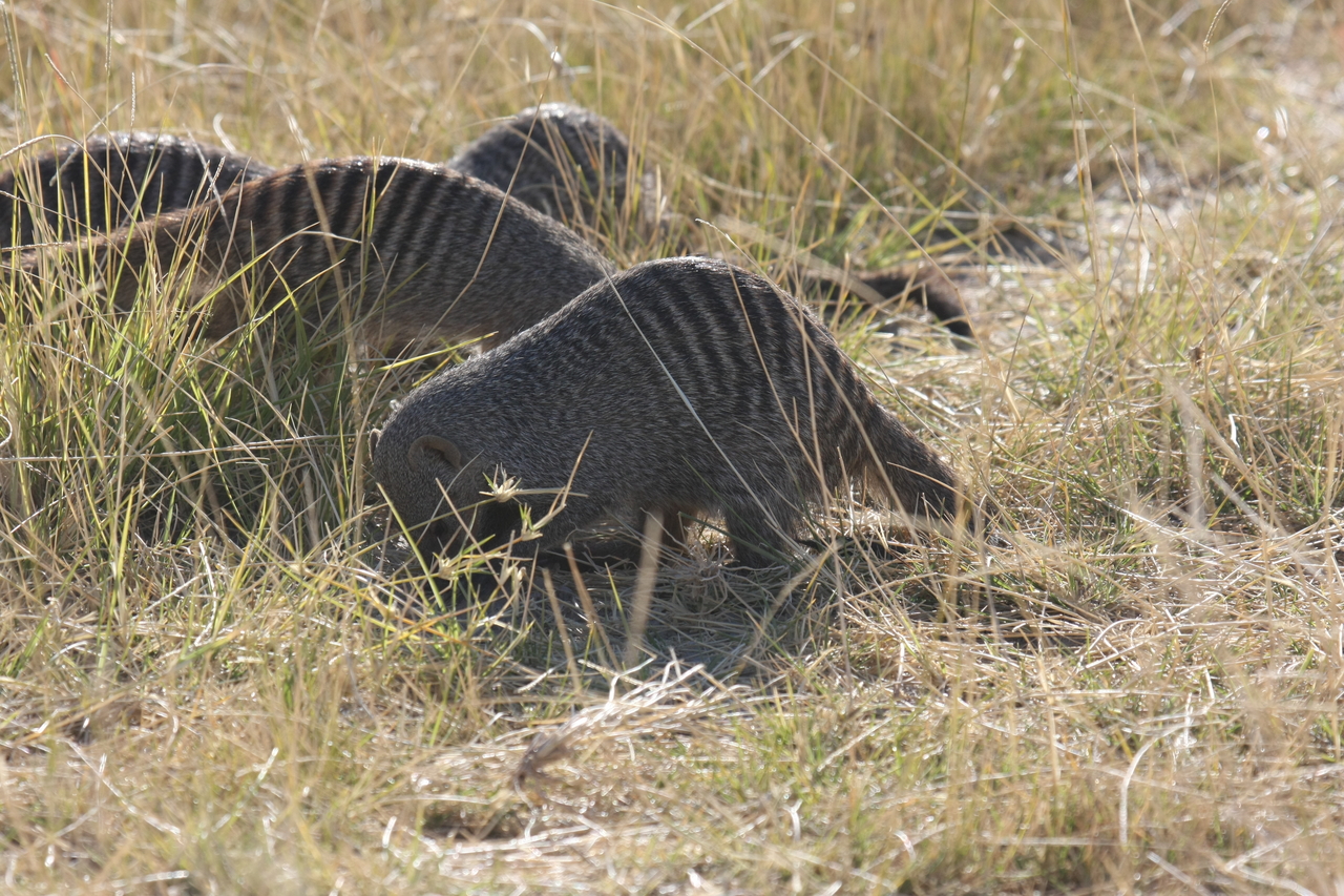 [18304] 2016_06_28_02_47_53_Africa_Canon_EOS_40D_IMG__02570.jpg