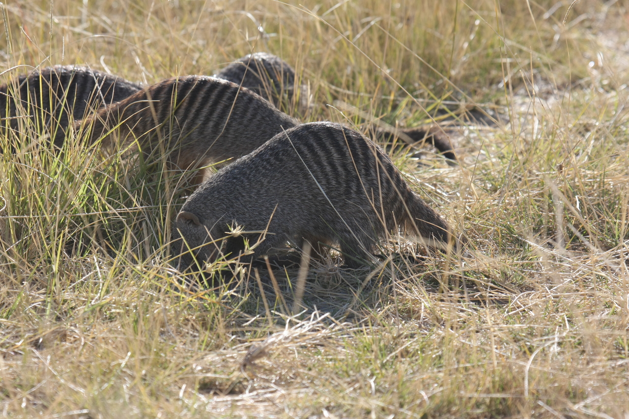 [18305] 2016_06_28_02_47_53_Africa_Canon_EOS_40D_IMG__02571.jpg