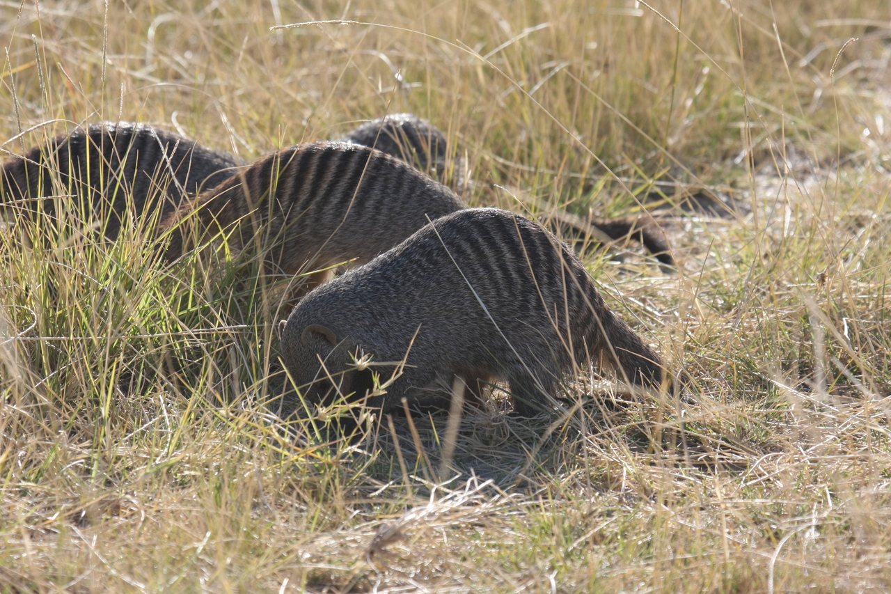 [18309] 2016_06_28_02_47_55_Africa_Canon_EOS_40D_IMG__00185.jpg