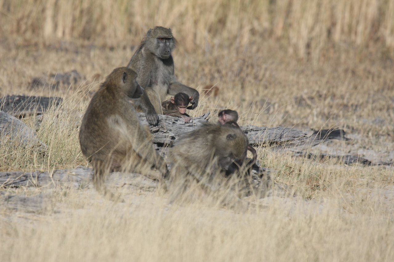 [18316] 2016_06_28_02_48_10_Africa_Canon_EOS_40D_IMG__00188.jpg