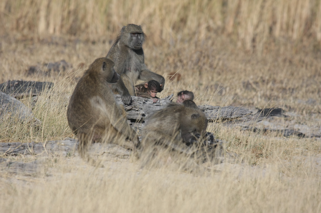 [18320] 2016_06_28_02_48_10_Africa_Canon_EOS_40D_IMG__02576.jpg