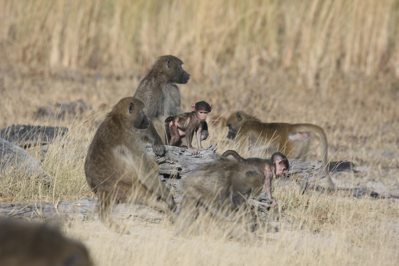 [18324] 2016_06_28_02_48_14_Africa_Canon_EOS_40D_IMG__00190.jpg