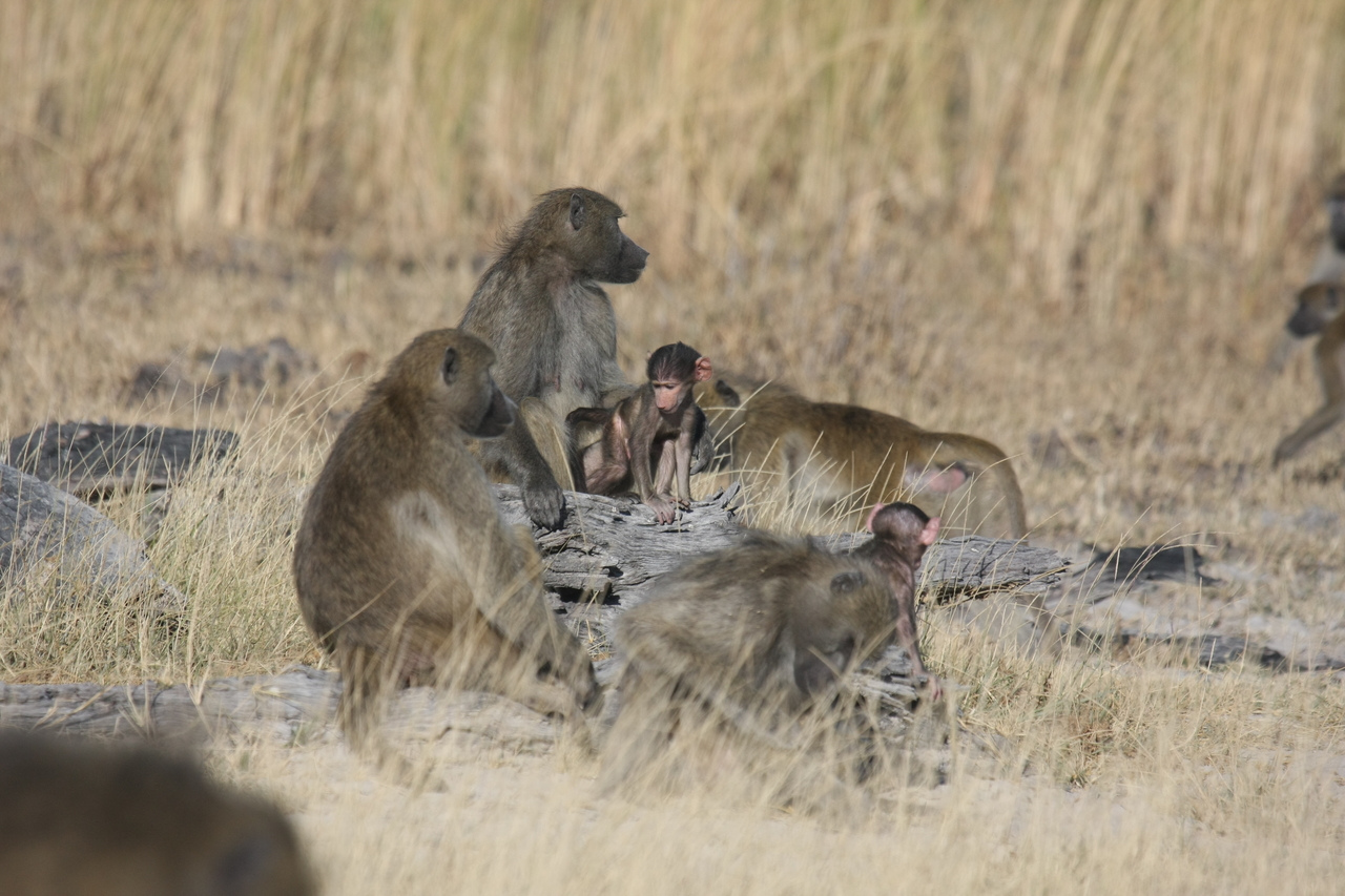 [18325] 2016_06_28_02_48_14_Africa_Canon_EOS_40D_IMG__00192.jpg