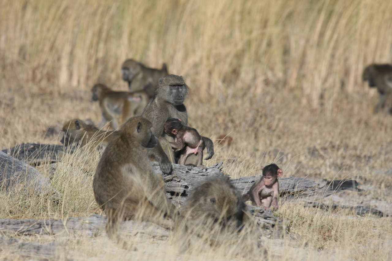 [18338] 2016_06_28_02_48_18_Africa_Canon_EOS_40D_IMG__02583.jpg