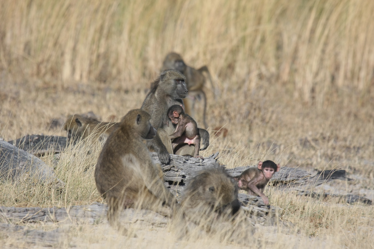 [18339] 2016_06_28_02_48_18_Africa_Canon_EOS_40D_IMG__10028.jpg