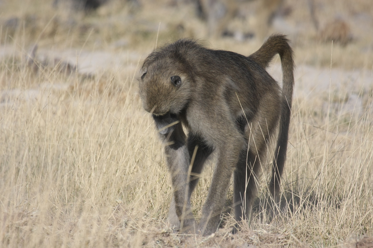 [18344] 2016_06_28_02_48_26_Africa_Canon_EOS_40D_IMG__02584.jpg