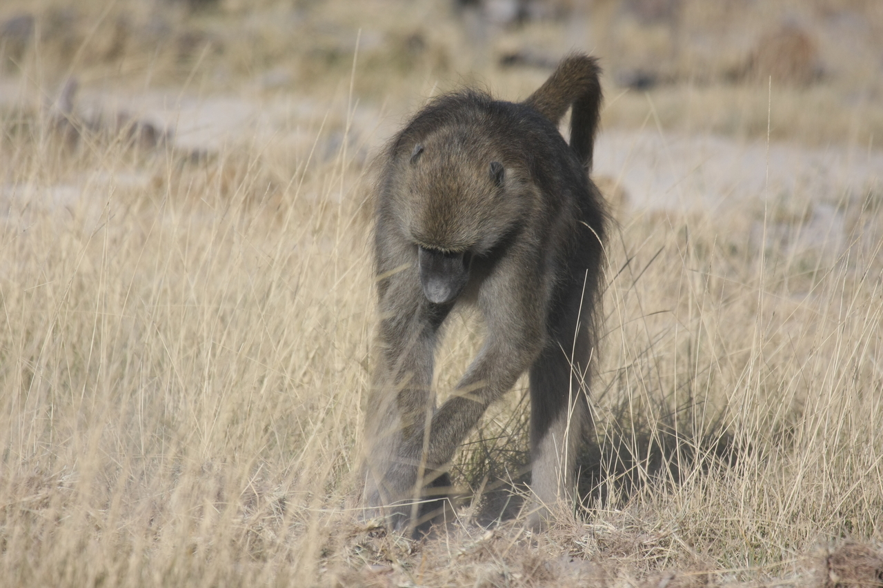 [18349] 2016_06_28_02_48_28_Africa_Canon_EOS_40D_IMG__00200.jpg