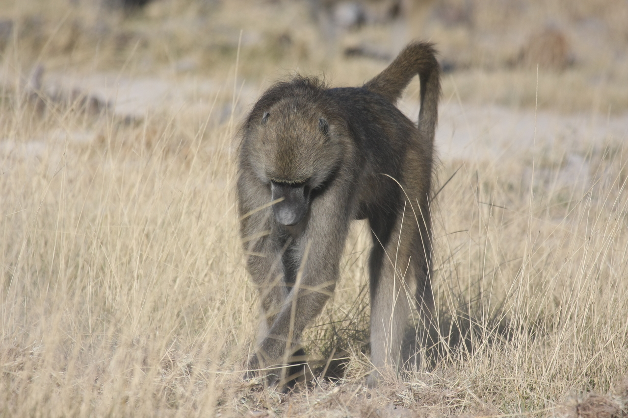 [18354] 2016_06_28_02_48_28_Africa_Canon_EOS_40D_IMG__10033.jpg