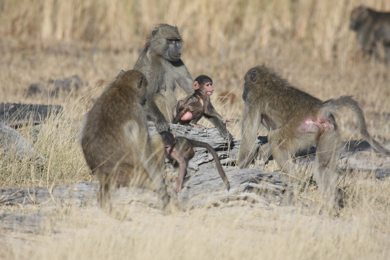 [18371] 2016_06_28_02_48_36_Africa_Canon_EOS_40D_IMG__10041.jpg