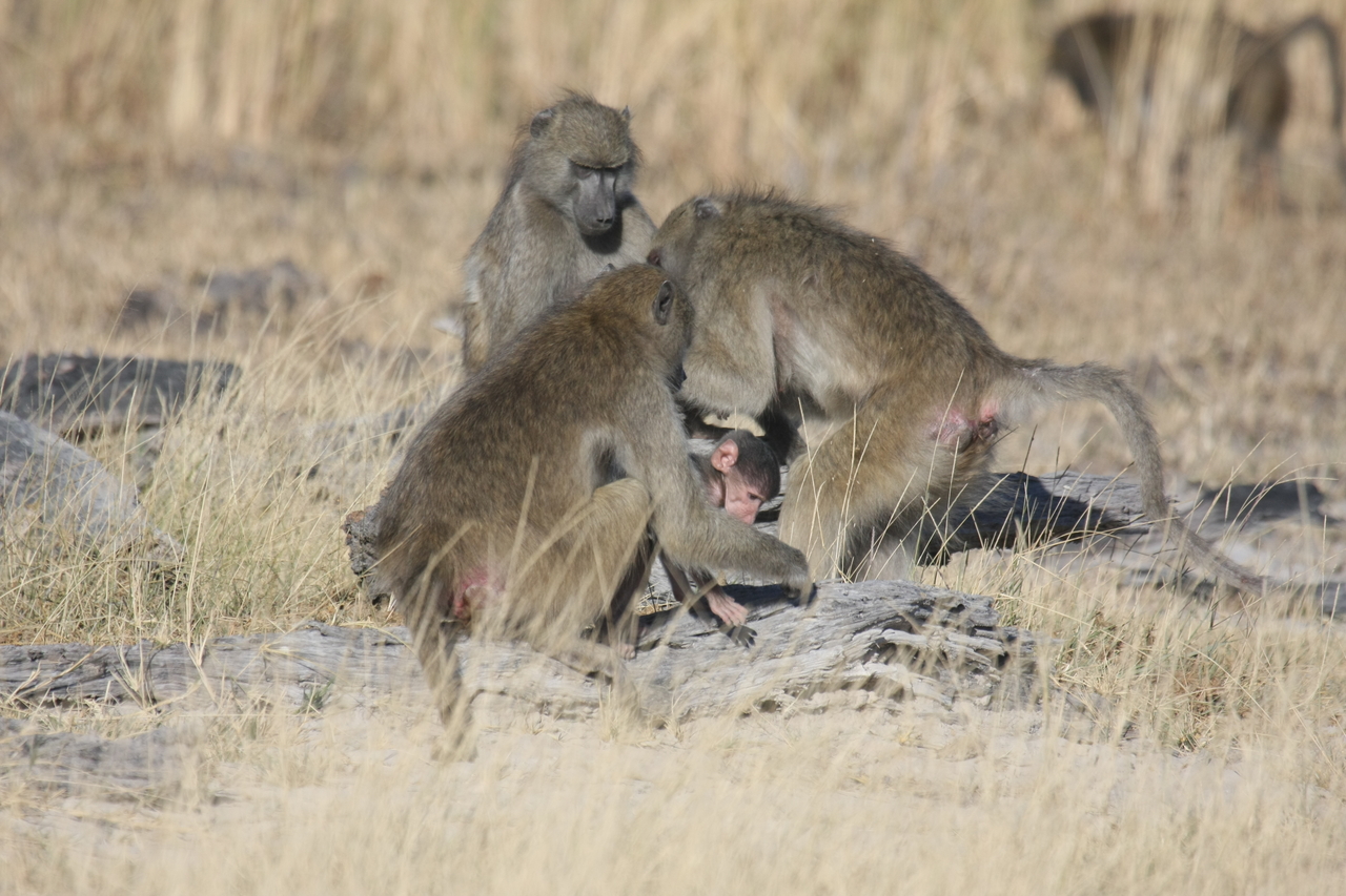 [18376] 2016_06_28_02_48_37_Africa_Canon_EOS_40D_IMG__10042.jpg