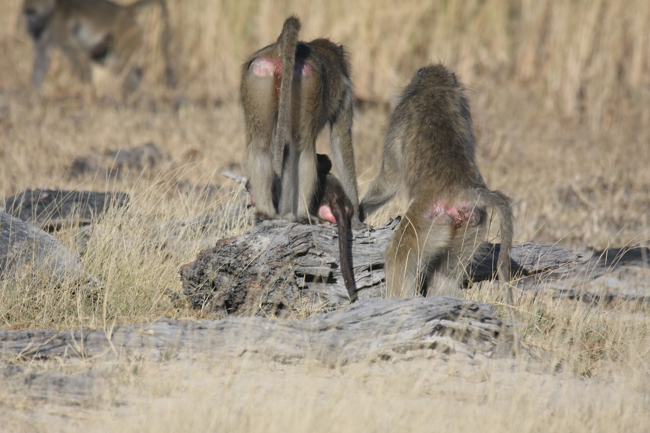 [18387] 2016_06_28_02_48_46_Africa_Canon_EOS_40D_IMG__00214.jpg