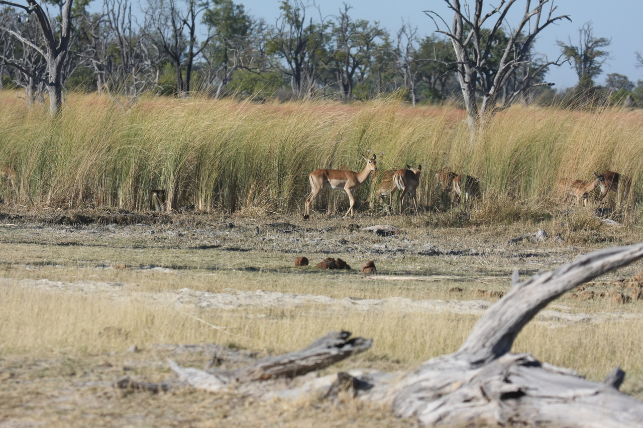 [18393] 2016_06_28_02_49_12_Africa_Canon_EOS_40D_IMG__02603.jpg