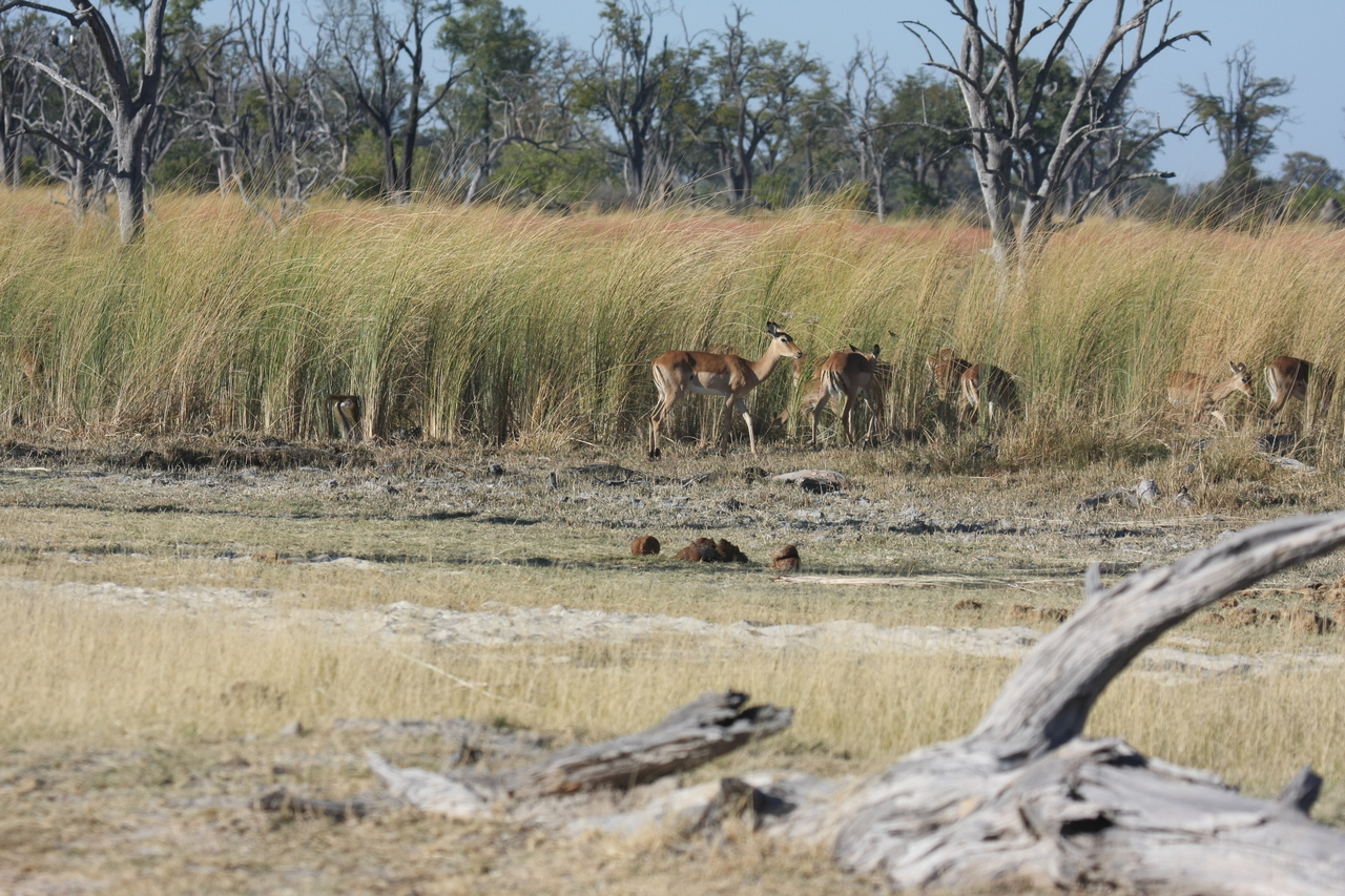 [18394] 2016_06_28_02_49_12_Africa_Canon_EOS_40D_IMG__10049.jpg